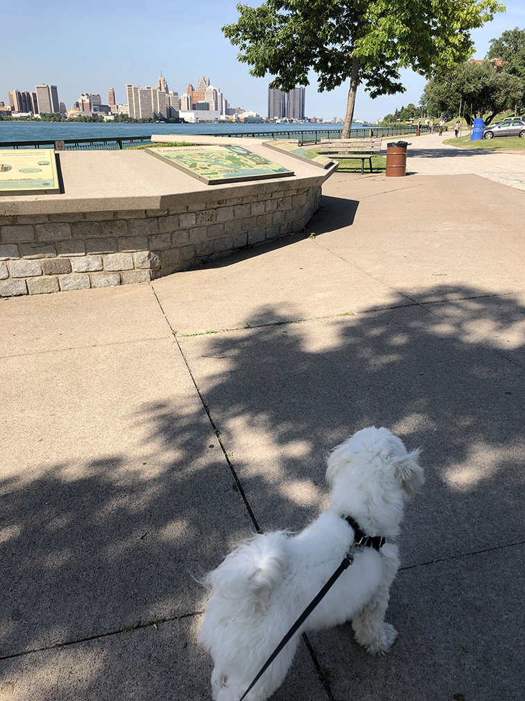 A white dog on a leash in a park on the river with a city in the background